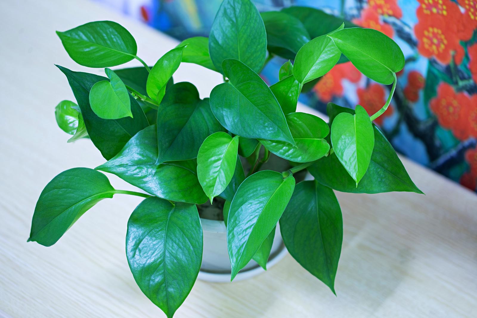 Golden pothos is one of many houseplants that can improve your health